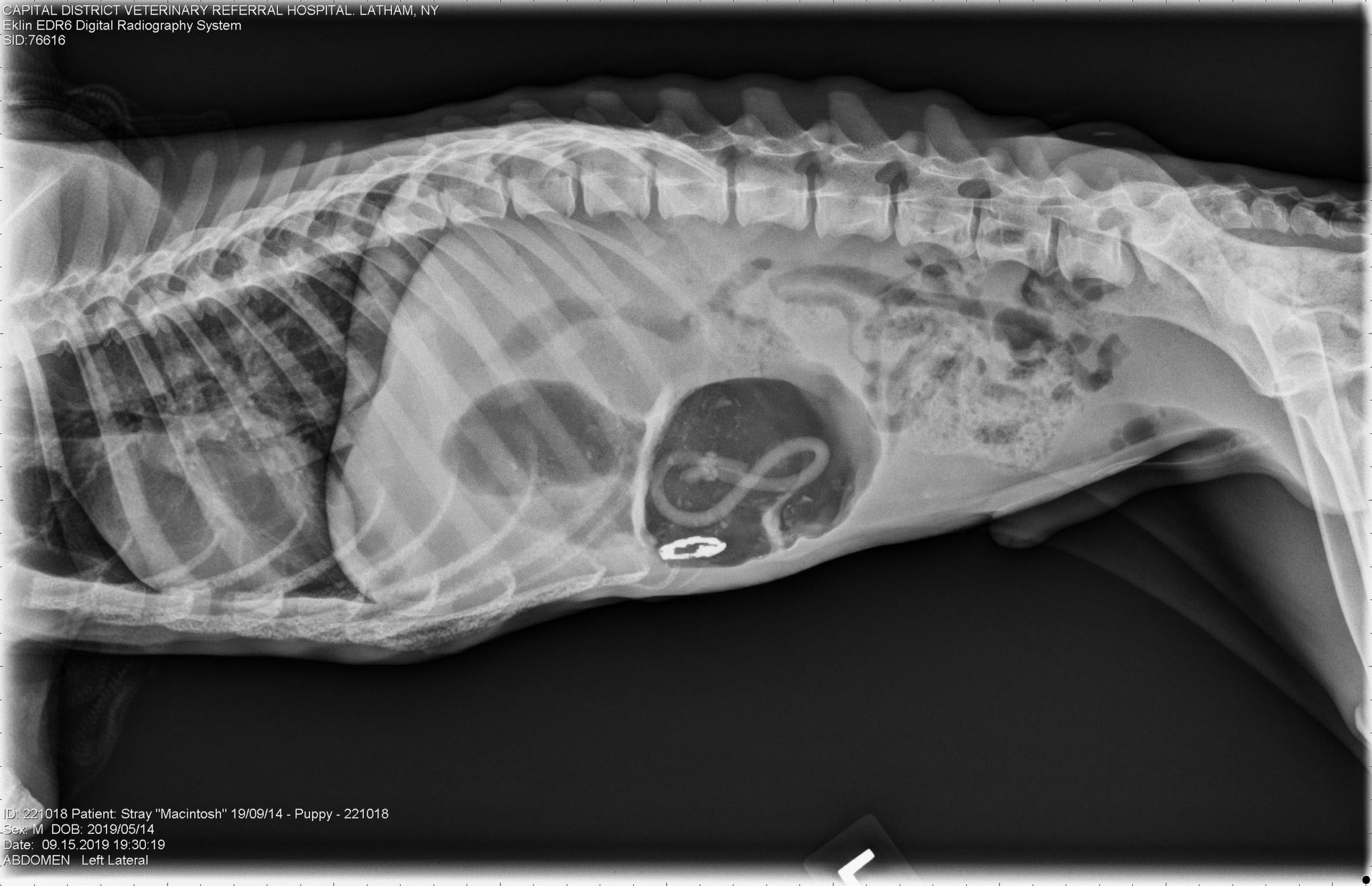 Delayed Zinc Toxicosis in a Starved Dog